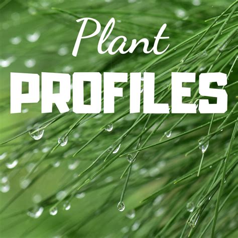 plan q toulouse|Planq Plant Profiles